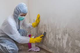 Best Mold Damage Restoration  in Mount Gay Shamrock, WV